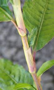 Attēlu rezultāti vaicājumam “Persicaria hydropiper leaf”