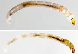 Attēlu rezultāti vaicājumam “Chironomidae larvae”