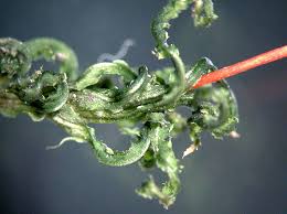 Attēlu rezultāti vaicājumam “Atrichum undulatum”