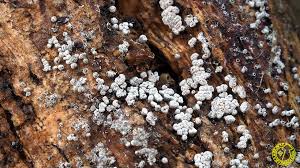 Attēlu rezultāti vaicājumam “Proliferodiscus pulveraceus”