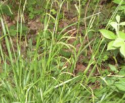 Attēlu rezultāti vaicājumam “Carex sylvatica fruit”