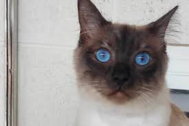 Image result for Lancashire Lynx