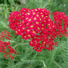 Image result for Achillea millefolium