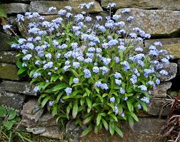 Image result for Vergissmeinnicht