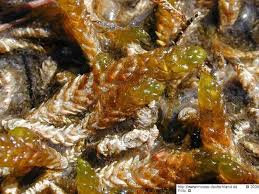 Attēlu rezultāti vaicājumam “Scorpidium scorpioides”