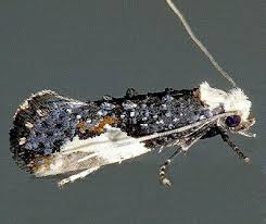 Attēlu rezultāti vaicājumam “Monopis monachella”