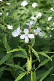 Attēlu rezultāti vaicājumam “Cardamine bulbifera leaf”