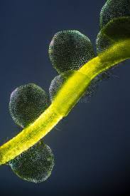 Attēlu rezultāti vaicājumam “Mylia anomala”