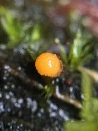 Attēlu rezultāti vaicājumam “Bactridium flavum”