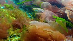 Attēlu rezultāti vaicājumam “Enteromorpha sp.”