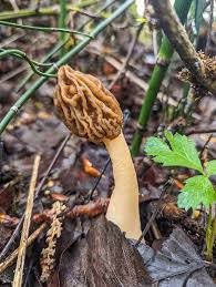 Attēlu rezultāti vaicājumam “Verpa bohemica”