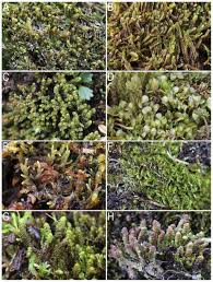 Attēlu rezultāti vaicājumam “Harpanthus flotovianus cells”