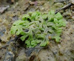 Attēlu rezultāti vaicājumam “Riccia canaliculata”