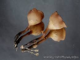 Attēlu rezultāti vaicājumam “Dumontinia tuberosa”