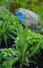 Image result for Scheinmohn