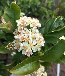 Attēlu rezultāti vaicājumam “x Sorbaronia fallax”