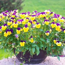 Image result for Viola cornuta