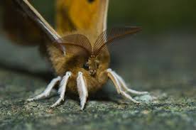 Attēlu rezultāti vaicājumam “Aglia tau”