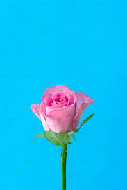 Image result for FOTO ROSA