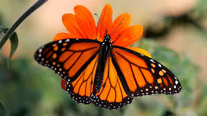 Image result for monarch butterfly
