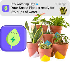 Attēlu rezultāti vaicājumam “Galium rivale fruit”