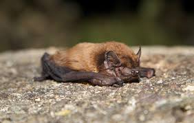 Attēlu rezultāti vaicājumam “Nyctalus leisleri”