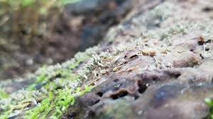 Attēlu rezultāti vaicājumam “Enteridium liceoides macro”