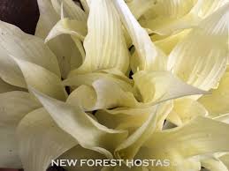 Image result for Hosta White Feather