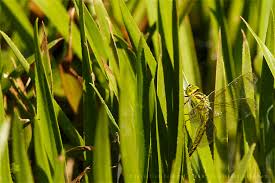 Attēlu rezultāti vaicājumam “Aeshna viridis”