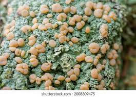 Attēlu rezultāti vaicājumam “Icmadophila ericetorum”