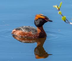 Image result for Podiceps auritus