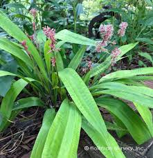 Attēlu rezultāti vaicājumam “Carex pilosa flower”