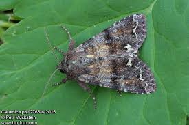 Attēlu rezultāti vaicājumam “Ceramica pisi”