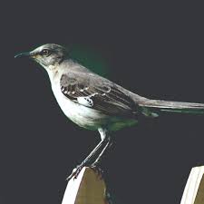 Image result for Mimus polyglottos