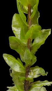 Attēlu rezultāti vaicājumam “Pseudobryum cinclidioides”