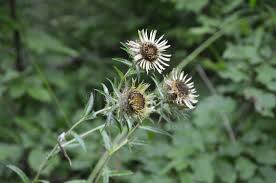 Attēlu rezultāti vaicājumam “Carlina biebersteinii leaf”