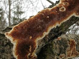 Attēlu rezultāti vaicājumam “Ceriporiopsis resinascens”