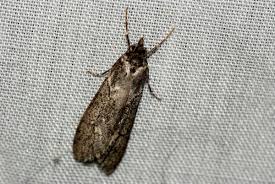 Attēlu rezultāti vaicājumam “Diurnea fagella”