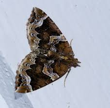 Attēlu rezultāti vaicājumam “Eulithis pyraliata”