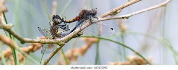 Attēlu rezultāti vaicājumam “Leucorrhinia pectoralis female”