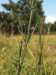 Image result for Scabiosa canescens
