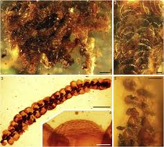 Attēlu rezultāti vaicājumam “Jungermanniopsida”