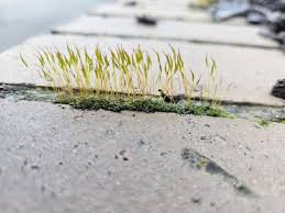 Attēlu rezultāti vaicājumam “Tortula truncata”