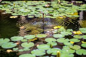 Attēlu rezultāti vaicājumam “Hydrocharis morsus-ranae leaf”