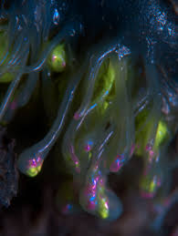 Attēlu rezultāti vaicājumam “Calliergon trifarium”