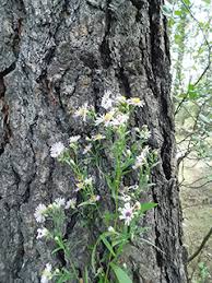 Image result for Aster lanceolatus