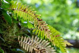 Attēlu rezultāti vaicājumam “Polystichum aculeatum”