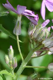 Attēlu rezultāti vaicājumam “Hesperis matronalis”