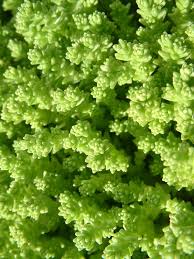 Attēlu rezultāti vaicājumam “Sedum acre leaf”