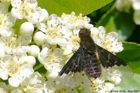 Attēlu rezultāti vaicājumam “Hemipenthes morio”